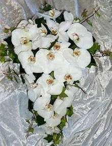 Phalaenopsis orchids